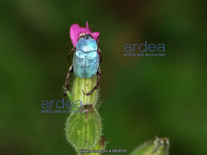 : Male Hoplia coerulea beetle hanging on a flower bud : Male Hoplia coerulea beetle hanging on a flower bud