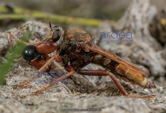 : Male Hornet robberfly, Asilus crabroniformis, wi : Male Hornet robberfly, Asilus crabroniformis, wi
