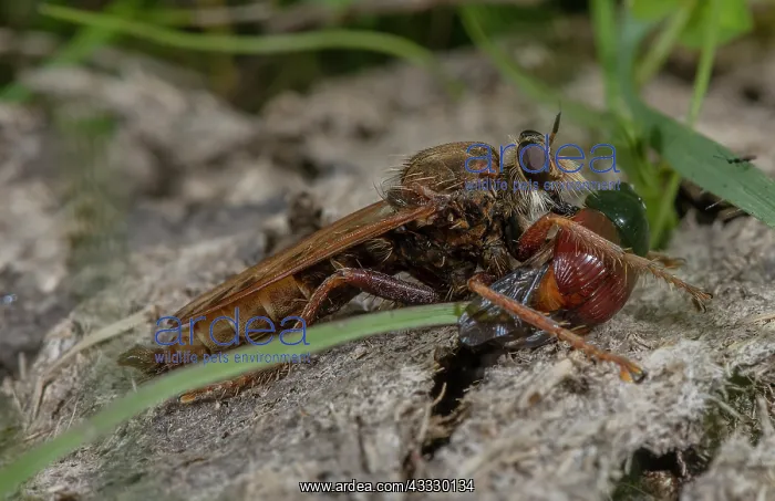  : Male Hornet robberfly, Asilus crabroniformis, wi