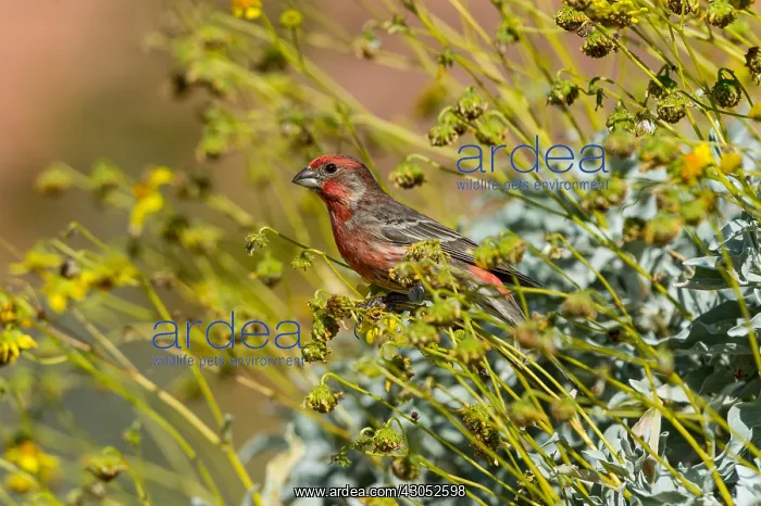  : Male House Finch (Haemorhous mexicanus) on Brittlebush