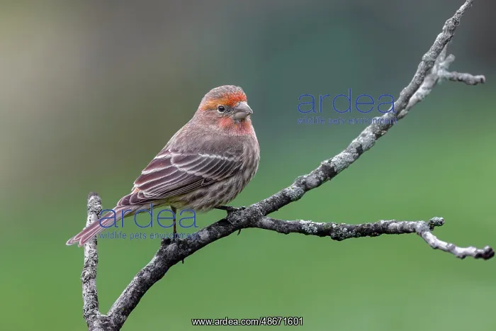 : Male house finch, transitioning from winter plumage to : Male house finch, transitioning from winter plumage to