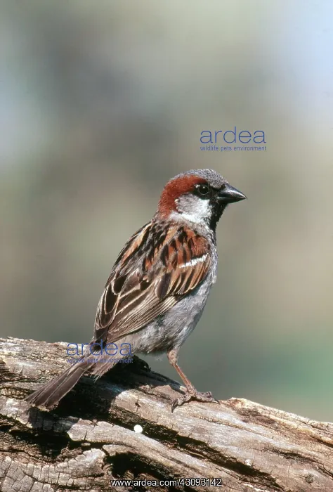 : Male House Sparrow : Male House Sparrow