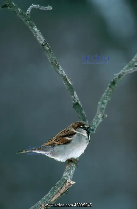 : Male House Sparrow : Male House Sparrow