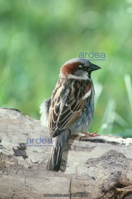 : Male House Sparrow : Male House Sparrow