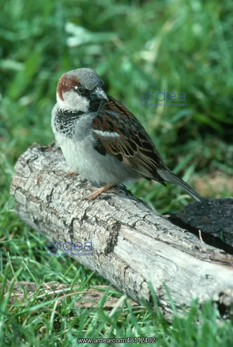 : Male House Sparrow : Male House Sparrow