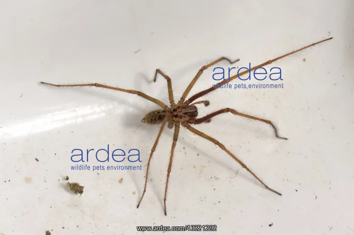 : Male house spider : Male house spider