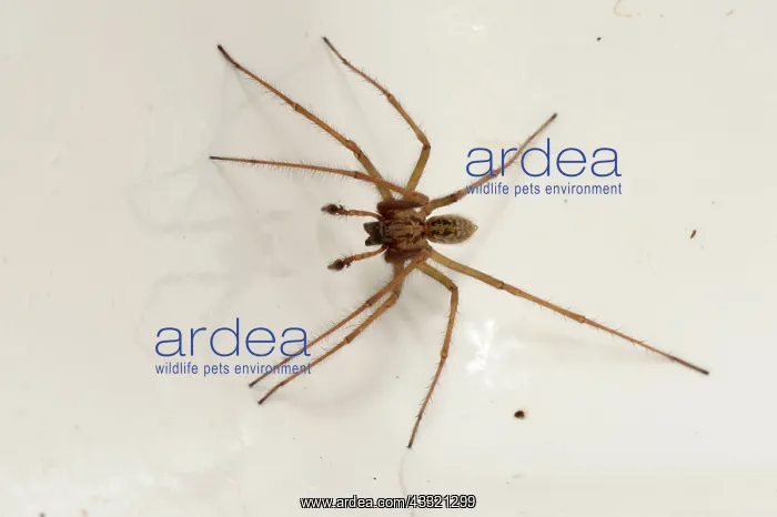 : Male house spider : Male house spider