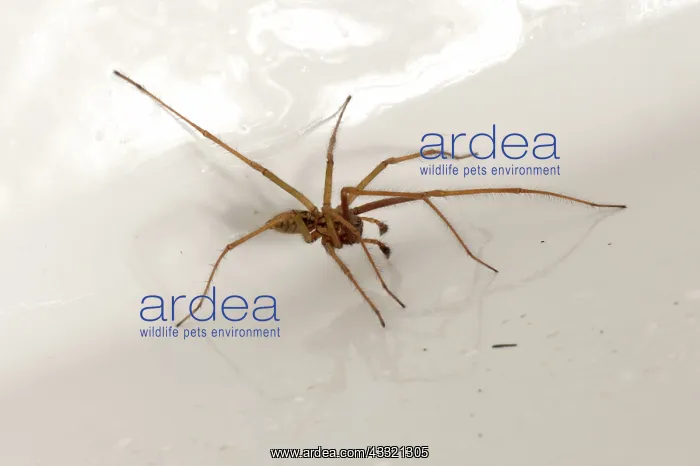 : Male house spider : Male house spider