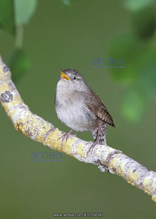 : Male House Wren : Male House Wren