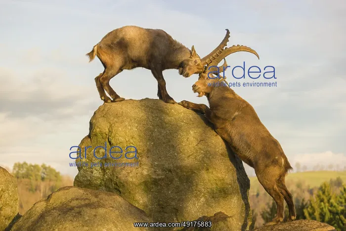 : Two male ibex (Capra ibex) playing on a rock in the last light of the day : Two male ibex (Capra ibex) playing on a rock in the last light of the day