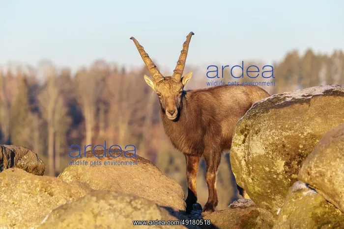 : A male ibex (Capra ibex) is standing on a rock in the warm evening light : A male ibex (Capra ibex) is standing on a rock in the warm evening light
