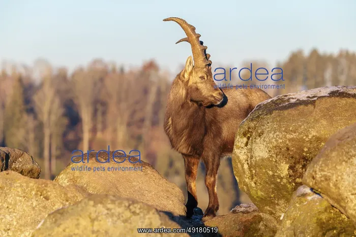 : A male ibex (Capra ibex) is standing on a rock in the warm evening light : A male ibex (Capra ibex) is standing on a rock in the warm evening light