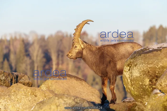 : A male ibex (Capra ibex) is standing on a rock in the warm evening light : A male ibex (Capra ibex) is standing on a rock in the warm evening light
