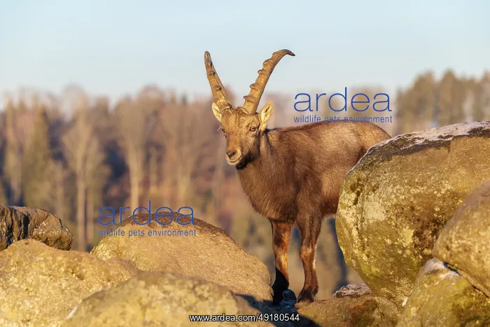 : A male ibex (Capra ibex) is standing on a rock in the warm evening light : A male ibex (Capra ibex) is standing on a rock in the warm evening light