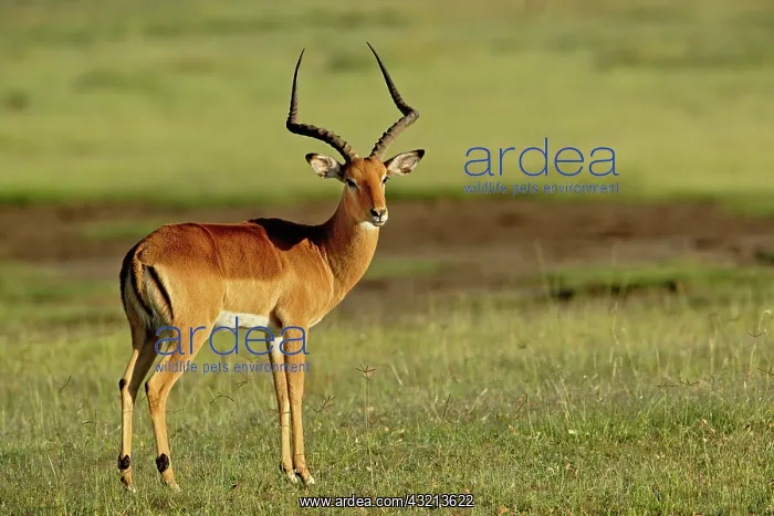 : Male Impala, Aepyceros melampus, Lake Nakuru : Male Impala, Aepyceros melampus, Lake Nakuru