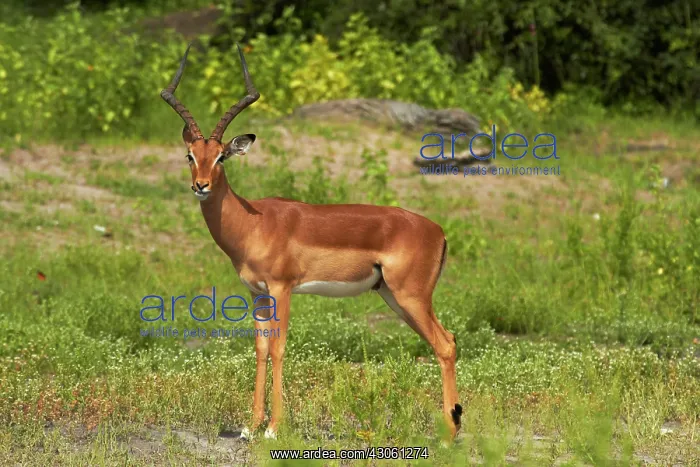 : Male Impala (Aepyceros melampus melampus) : Male Impala (Aepyceros melampus melampus)