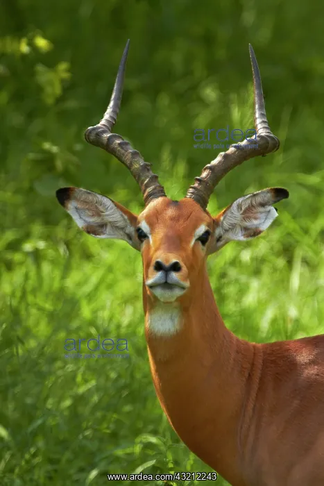 : Male impala (Aepyceros melampus melampus) : Male impala (Aepyceros melampus melampus)