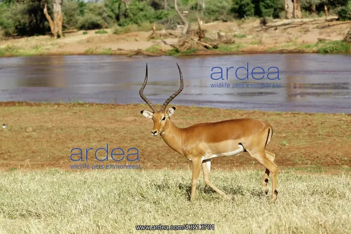  : Male Impala, Aepyceros melampus, Samburu