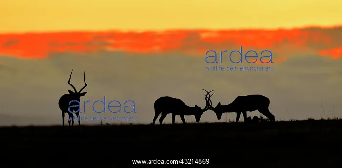 : Male impala (Aepyceros melampus) at sunrise, Masai : Male impala (Aepyceros melampus) at sunrise, Masai