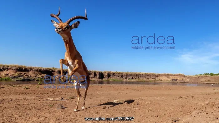 : Male Impala preparing for a jump in Masai Mara : Male Impala preparing for a jump in Masai Mara