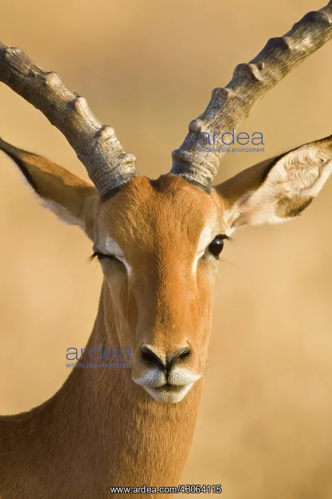 : Male Impala at Samburu NP, Kenya : Male Impala at Samburu NP, Kenya