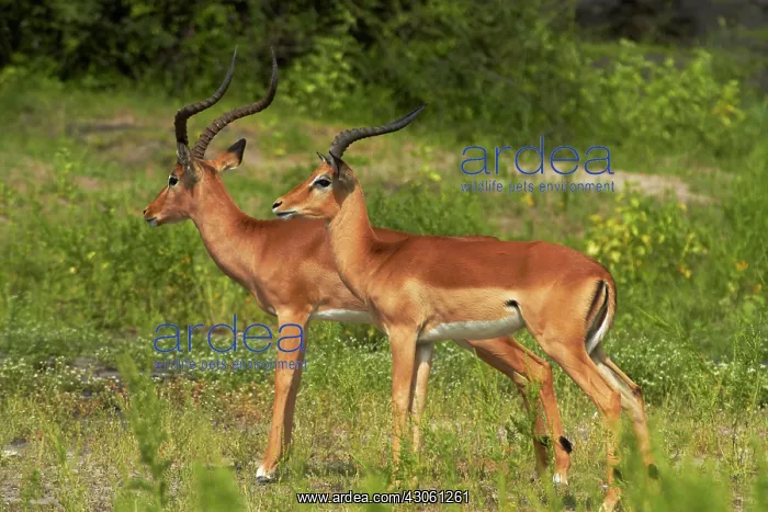 : Male Impalas (Aepyceros melampus melampus) : Male Impalas (Aepyceros melampus melampus)