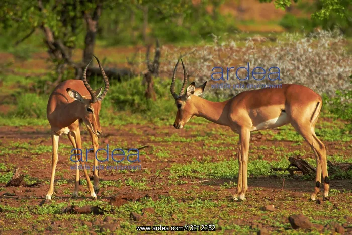 : Male impalas fighting (Aepyceros melampus : Male impalas fighting (Aepyceros melampus