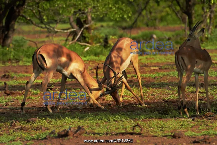 : Male impalas fighting (Aepyceros melampus : Male impalas fighting (Aepyceros melampus