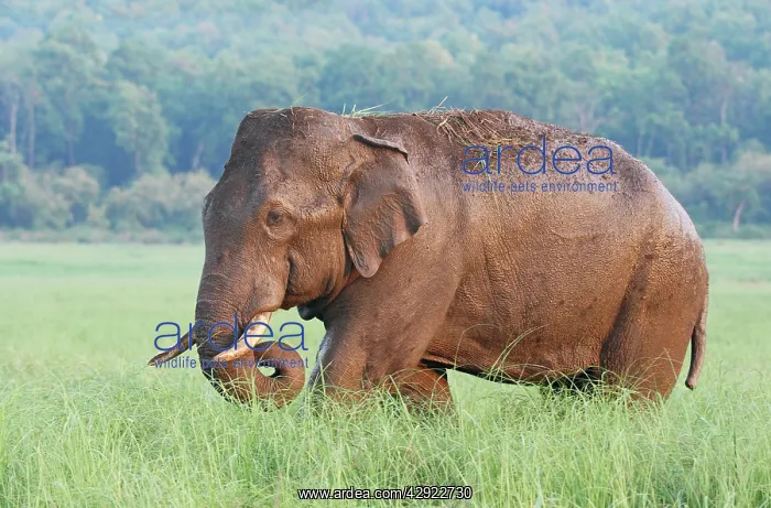 : Male Indian / Asian Elephant (Tusker) after the bath : Male Indian / Asian Elephant (Tusker) after the bath