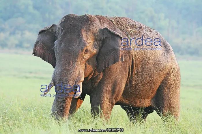: Male Indian / Asian Elephant (Tusker) after the bath : Male Indian / Asian Elephant (Tusker) after the bath