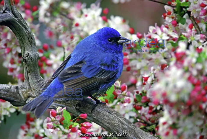 : Male Indigo Bunting : Male Indigo Bunting