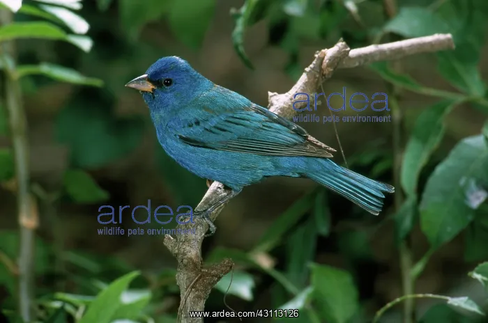 : Male Indigo Bunting : Male Indigo Bunting
