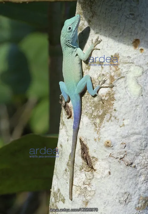 : Male Jamaican Anole (Anolis grahami) : Male Jamaican Anole (Anolis grahami)