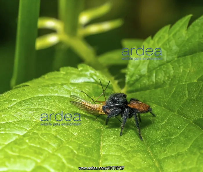 : Male jumping spider Carrhotus xanthogramma with prey on green plant leaf : Male jumping spider Carrhotus xanthogramma with prey on green plant leaf