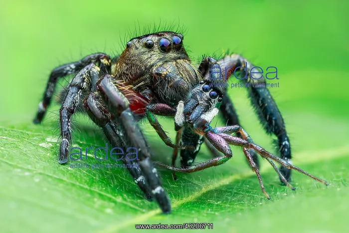  : A male jumping spider (Hyllus diardi) with prey
