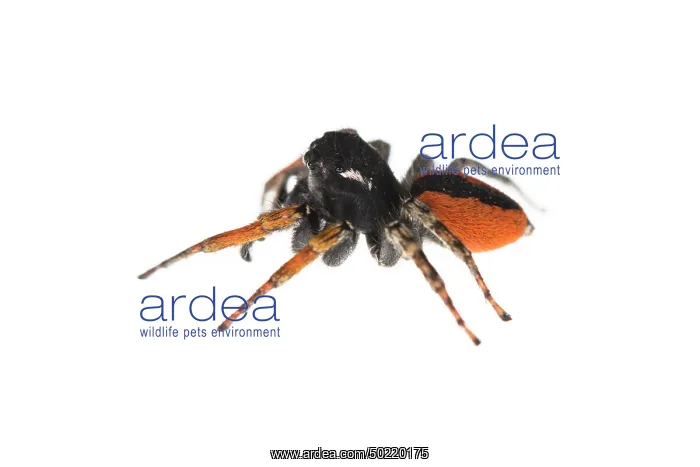 : Male of jumping spider (Philaeus chrysops) on a white background, Piedmont, Italy : Male of jumping spider (Philaeus chrysops) on a white background, Piedmont, Italy