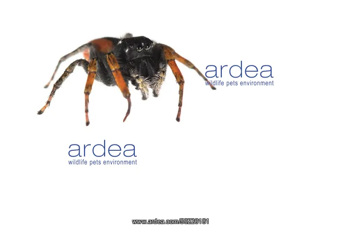 : Male of jumping spider (Philaeus chrysops) on a white background, Piedmont, Italy : Male of jumping spider (Philaeus chrysops) on a white background, Piedmont, Italy