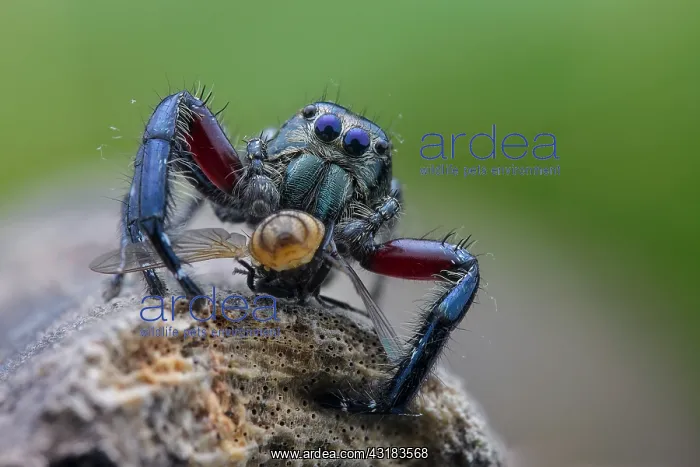 : Male jumping spider (Salticidae - Hyllus sp) preying : Male jumping spider (Salticidae - Hyllus sp) preying