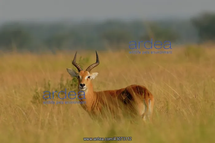: Kob. male Kob antelope (Kobus kob) standing in grassland savanna : Kob. male Kob antelope (Kobus kob) standing in grassland savanna