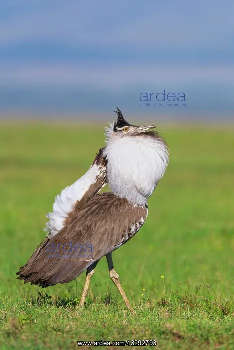: Male kori bustard (Ardeotis kori), courtshiping : Male kori bustard (Ardeotis kori), courtshiping