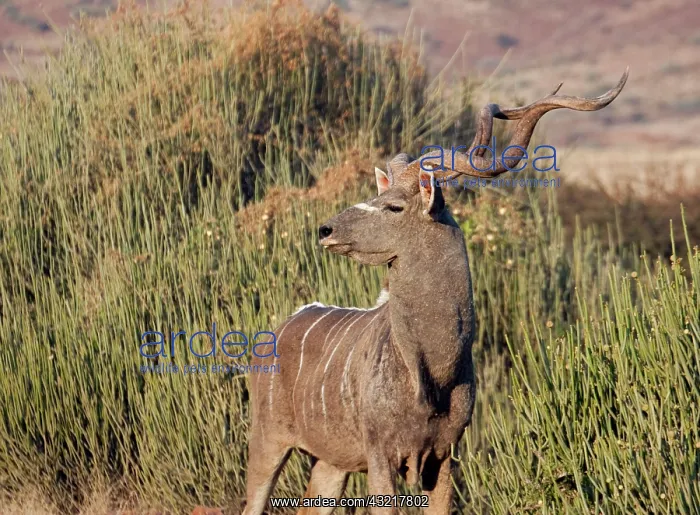 : Male kudu with horns, Namibia : Male kudu with horns, Namibia