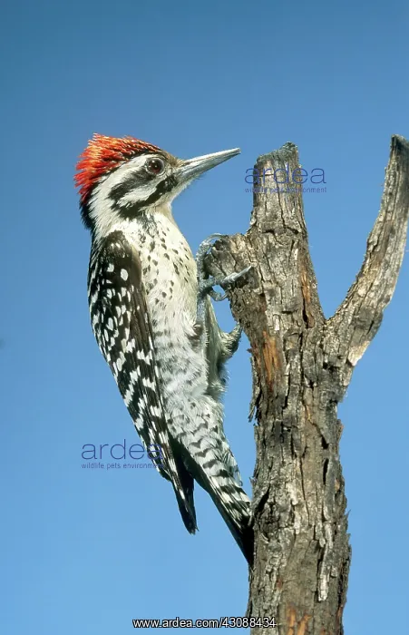 : Male Ladder-backed Woodpecker : Male Ladder-backed Woodpecker
