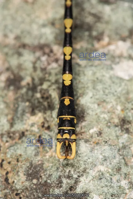 : Male of large pincertail (Onychogomphus uncatus), final abdomen segments and appendages particular, Piedmont, Italy : Male of large pincertail (Onychogomphus uncatus), final abdomen segments and appendages particular, Piedmont, Italy