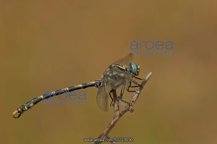 : A male of Large pincertail (Onychogophus uncatus) perched on branch, Piedmont, Italy : A male of Large pincertail (Onychogophus uncatus) perched on branch, Piedmont, Italy