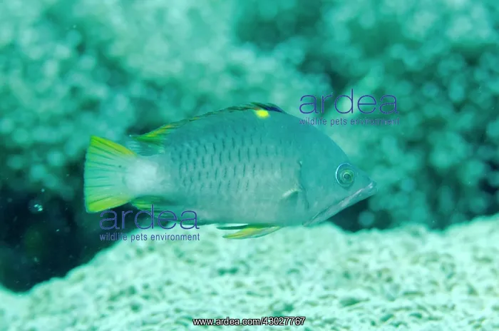 : Male Latent Slingjaw Wrasse : Male Latent Slingjaw Wrasse
