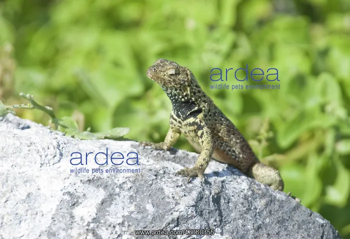 : Male lava lizard : Male lava lizard