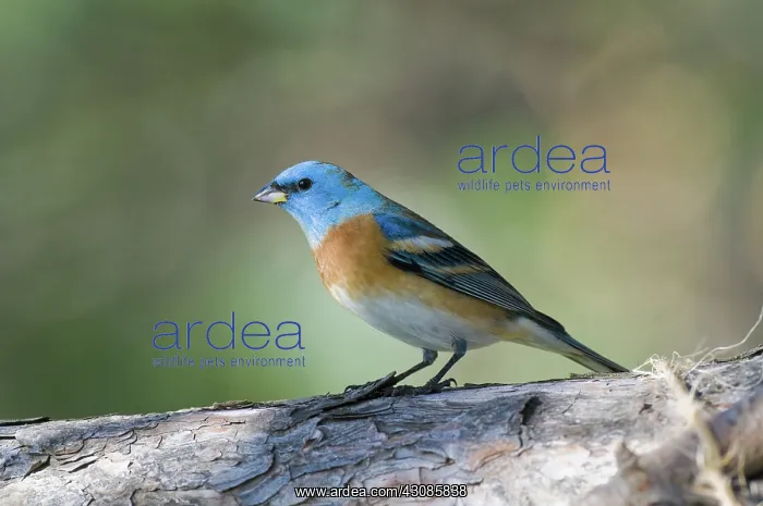 : Male Lazuli Bunting : Male Lazuli Bunting