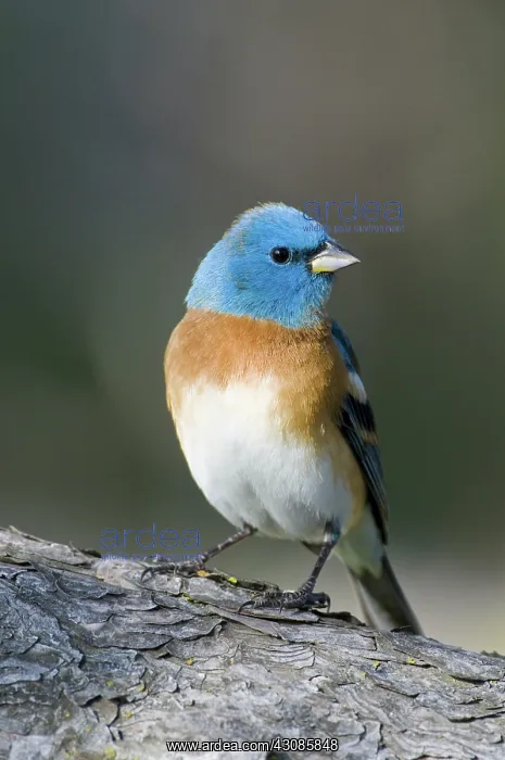 : Male Lazuli Bunting : Male Lazuli Bunting