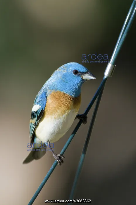 : Male Lazuli Bunting : Male Lazuli Bunting