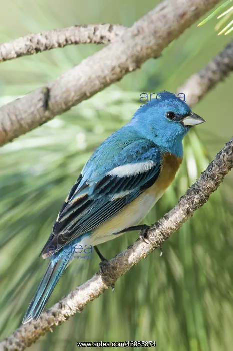 : Male Lazuli Bunting : Male Lazuli Bunting
